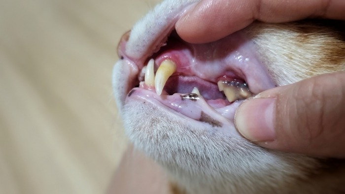Kat met tandproblemen, mond wordt geopend door mensenhand