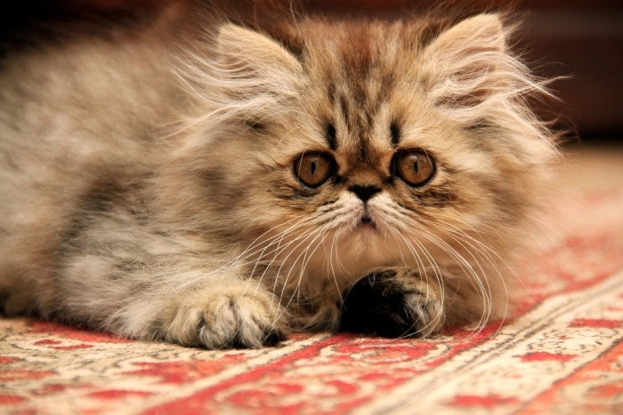 Perzische kat kitten
