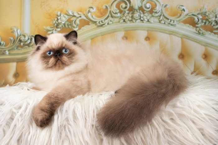Perzische kat ligt op bed