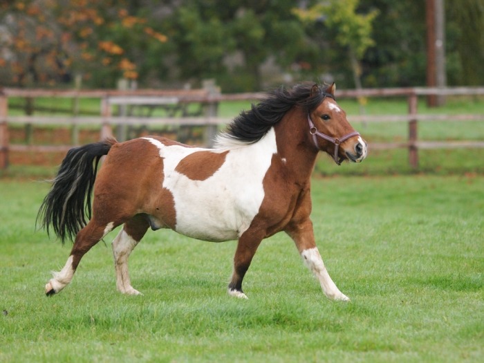Bruin-witte pony met overgewicht loopt in een weide