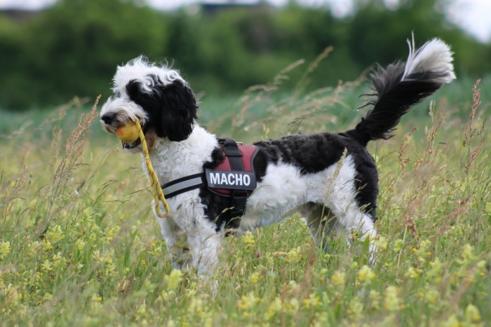 De vacht van de Portugese waterhond verhaart nauwelijks De vacht van de Portugese waterhond verhaart nauwelijks