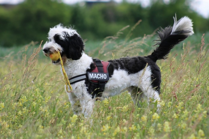 De vacht van de Portugese waterhond verhaart nauwelijks 