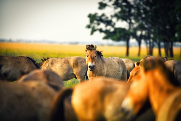 Przewalskipaard in kudde