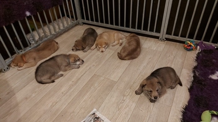 De pupjes van Ostar liggen op de vloer