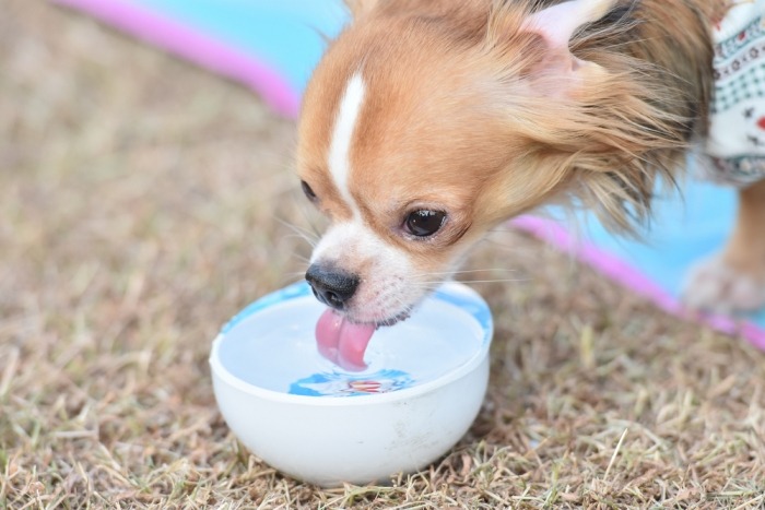 Puppy drinkt water uit een kommetje