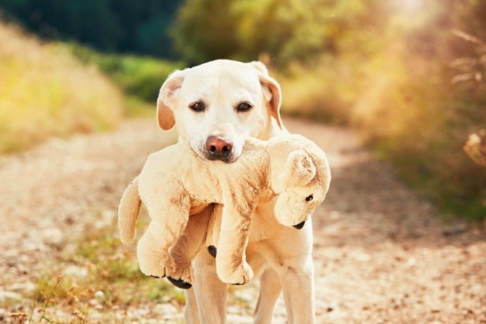 Puppy met knuffel in zijn bek