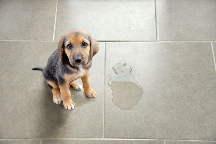 Puppy naast plasje urine op de vloer