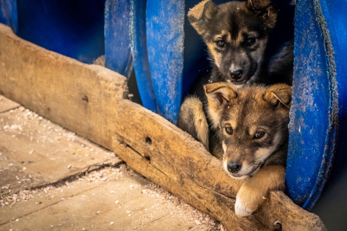 Twee puppy's in een blauwe ton Twee puppy's in een blauwe ton