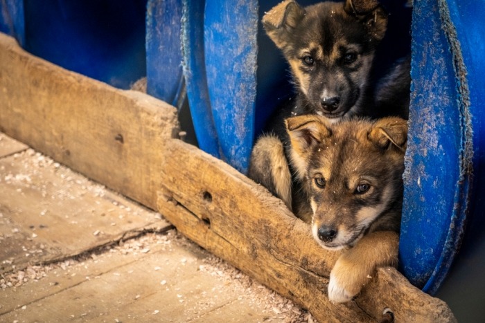 Twee puppy's in een blauwe ton