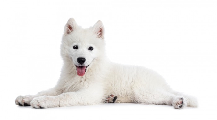 Samojeed puppy Samojeed puppy