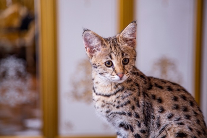Savannah kat van eerste generatie