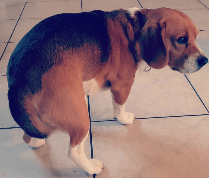 Beagle met pijnlijke staart