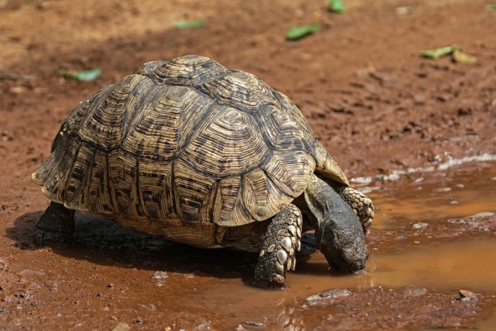 Landschildpad drinkt uit modderige plas