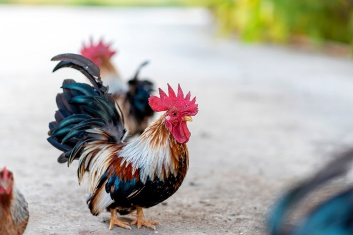 Check even of je buren akkoord zijn voor je een haan in je tuin haalt! Check even of je buren akkoord zijn voor je een haan in je tuin haalt!