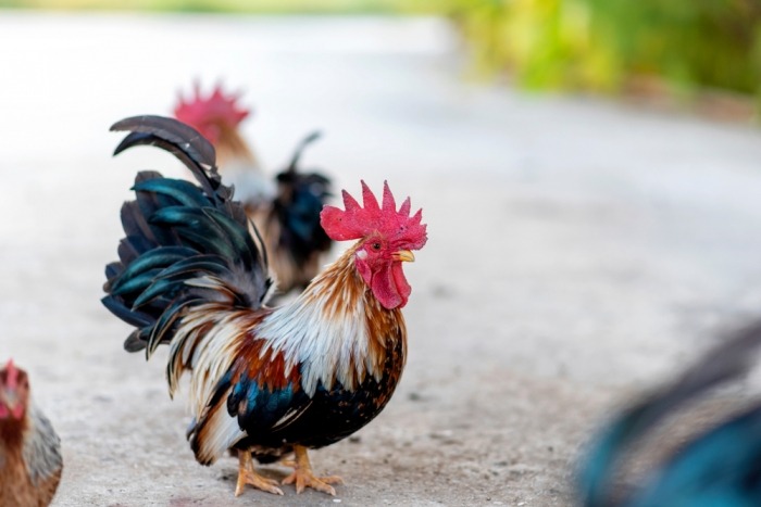 Check even of je buren akkoord zijn voor je een haan in je tuin haalt! 