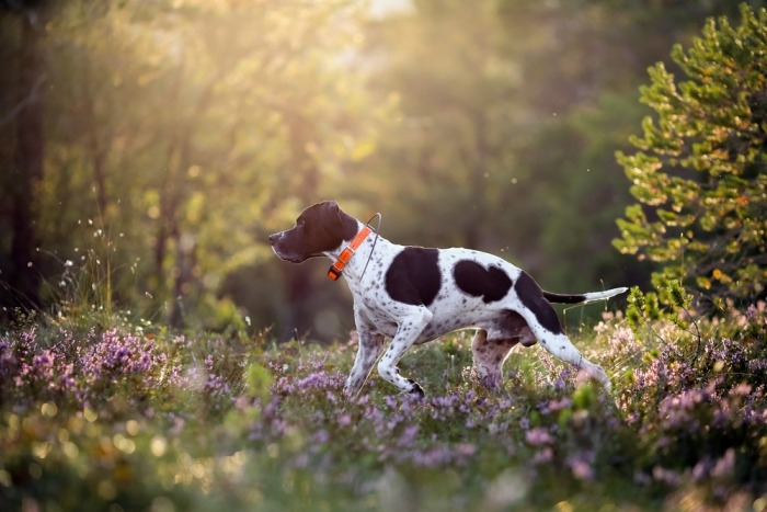 Hond met tracker aan halsband in het bos