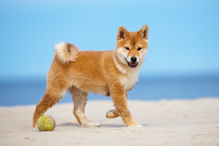 Shiba puppy op het strand