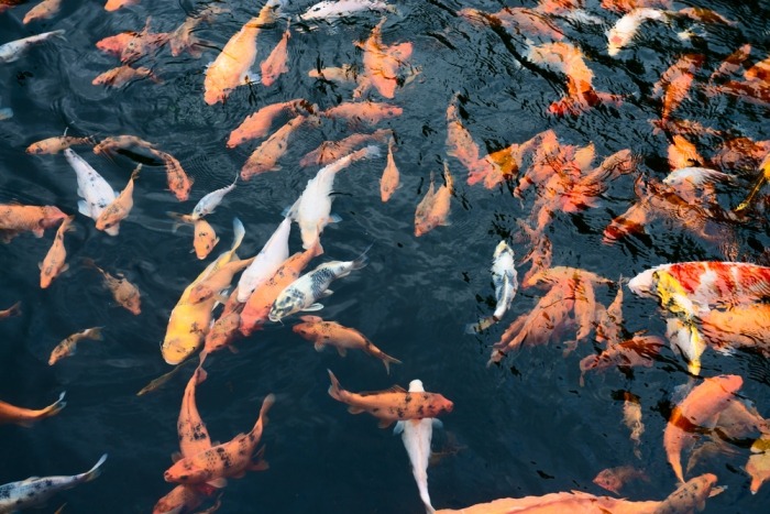 Vijver vol goudvissen