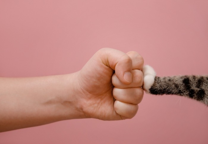 Kattenpoot geeft vuistje Kattenpoot geeft vuistje aan mensenhand