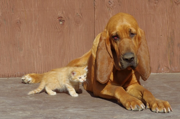 Sint-hubertushond en kat