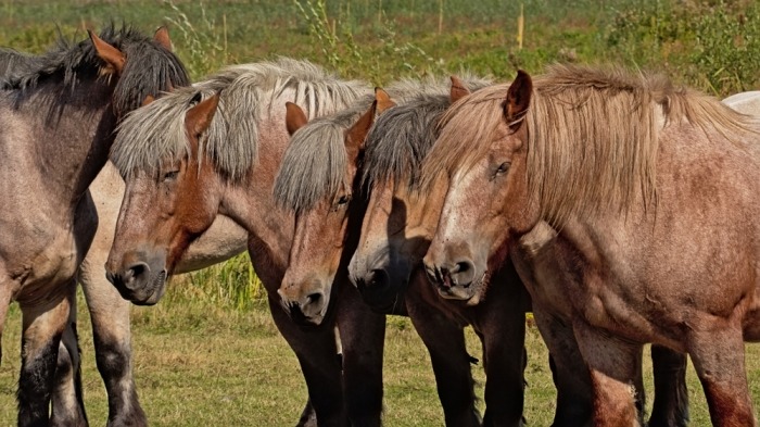 Een kudde van Belgische trekpaarden