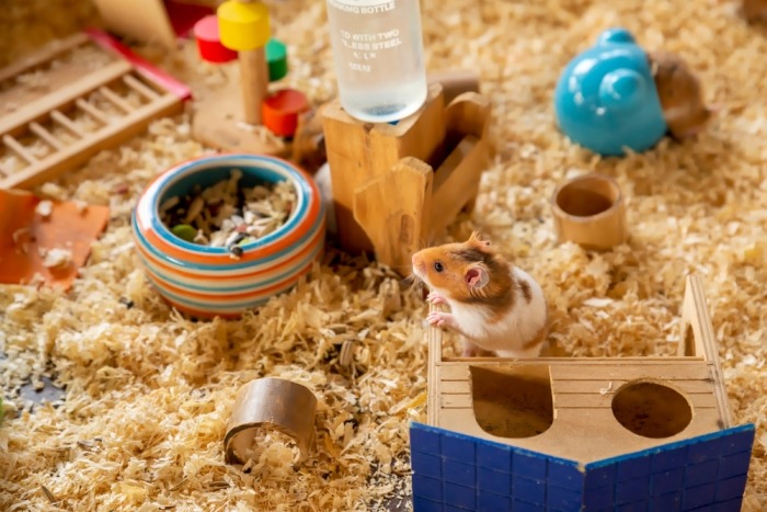 Vergeet het speelgoed van je hamster niet schoon te maken!