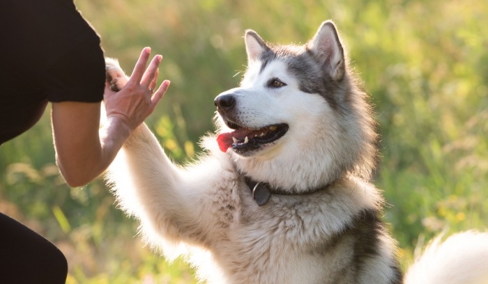 Alaskan malamute speelt met zijn eigenaar