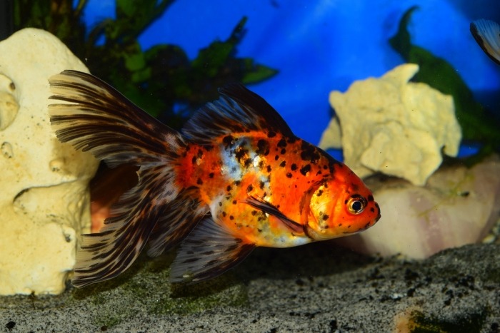 Calico shubukin Shubukin met calico schubben