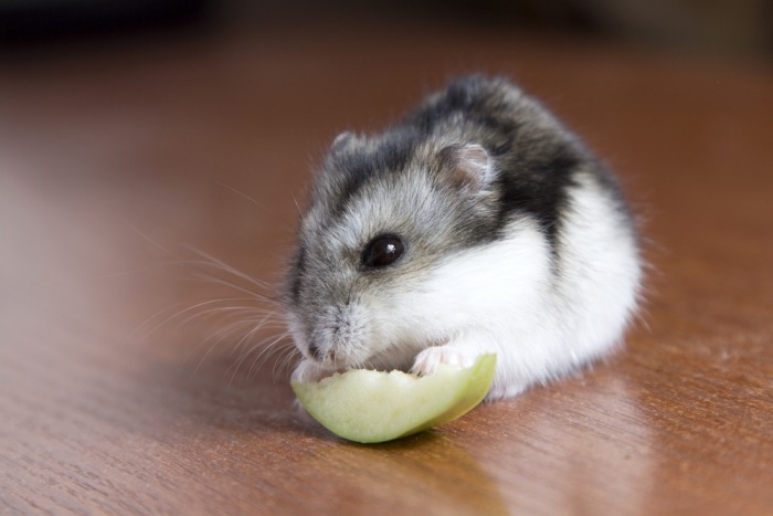 Hamster eet een stukje fruit