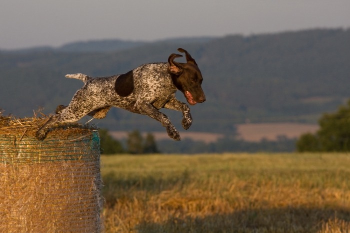 Duitse staande hond springt van strobaal