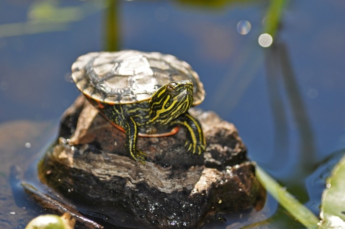 Waterschildpadden houden van de zon