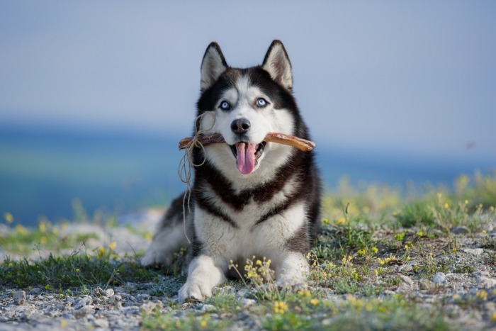 Een Siberische husky zit met een snack in zijn mond