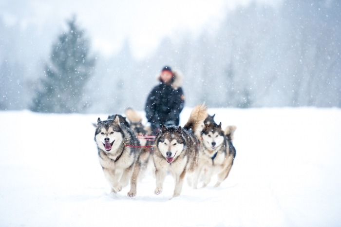 Drie Siberische husky's trekken een slee in de sneeuw. 