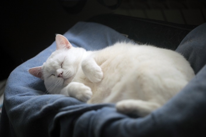 Slapende witte kat met een zwarte achtergrond