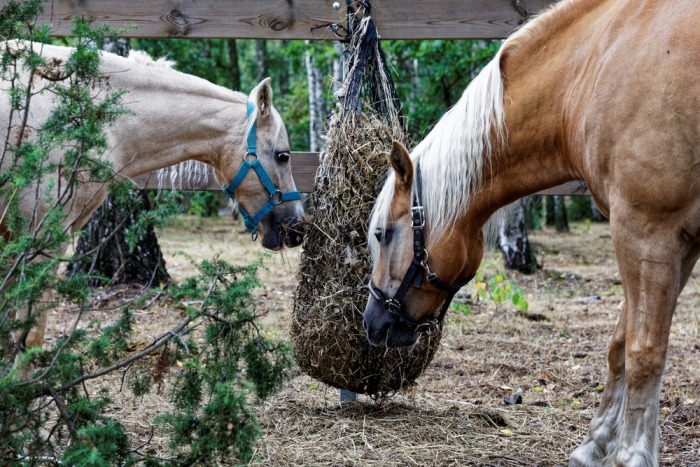 Twee pony's eten van opgehangen slowfeeder net gevuld met hooi 
