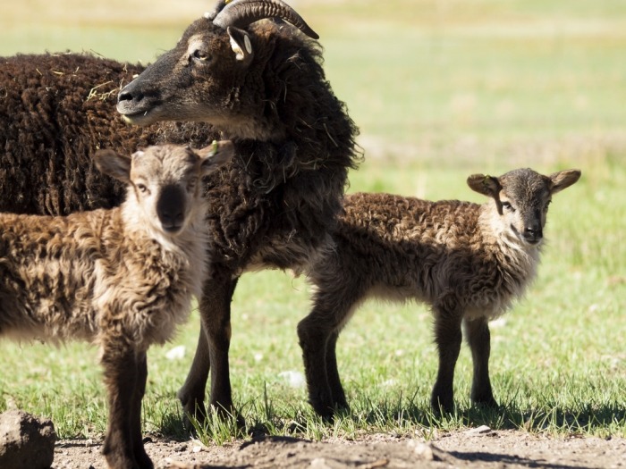 Soay Soay
