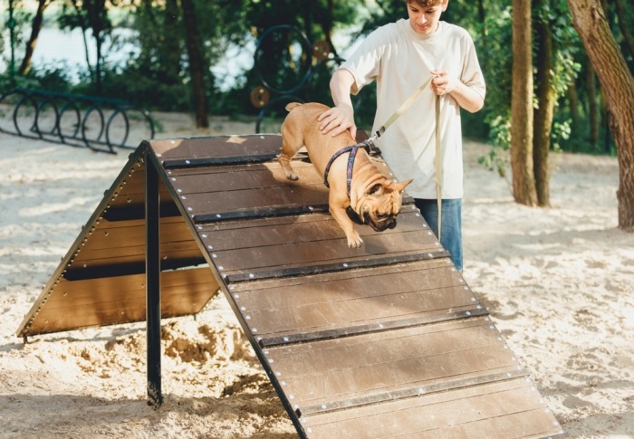 Hond loopt over speeltoestel