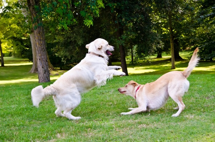 Twee honden spelen samen in het gras