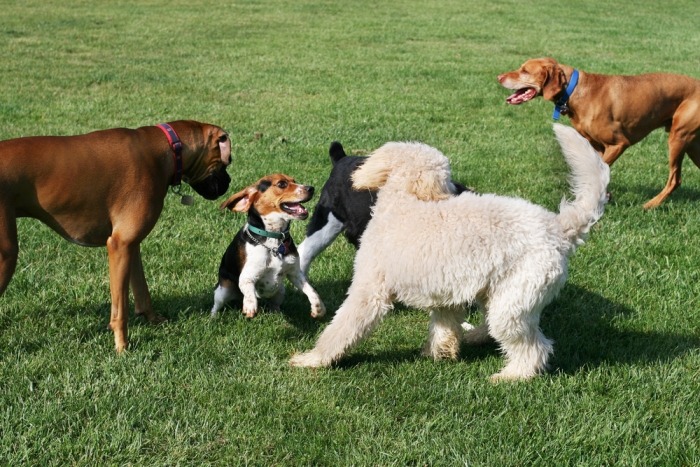 Groepje spelende honden op het gras