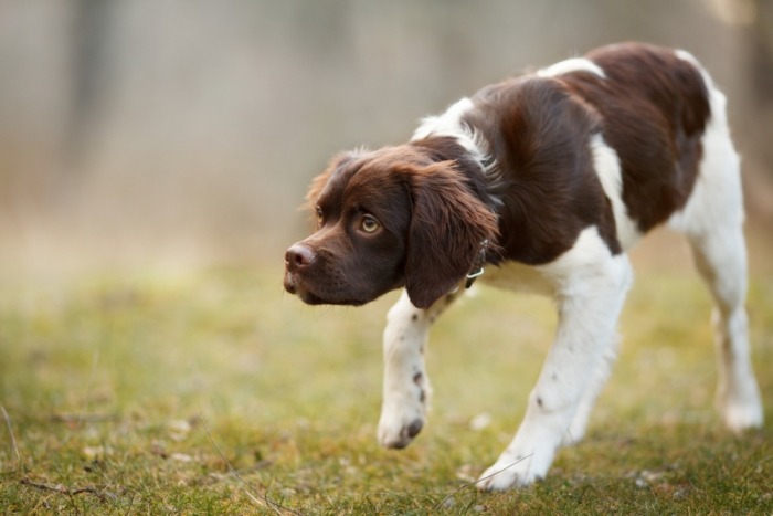 speurende Bretonse spaniel