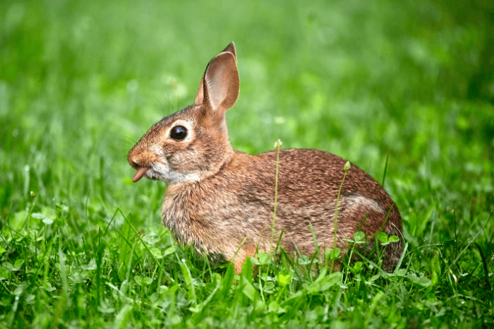 konijn in het gras