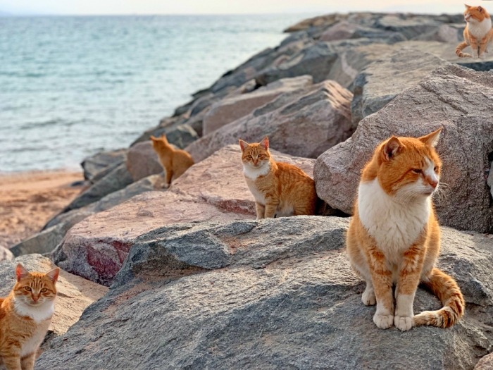 Rosse katten op het eiland Tashirojima
