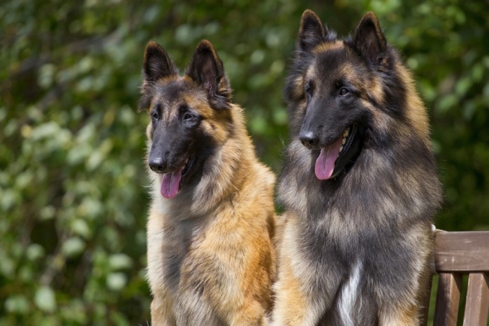 Twee Tervuerense herders Twee Tervuerense herders