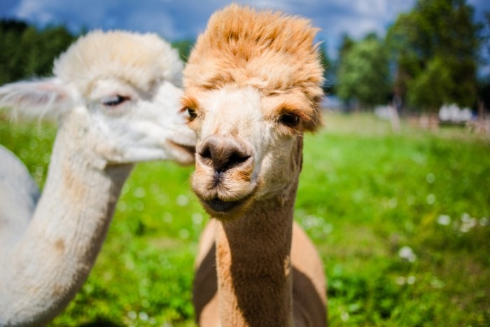 Twee alpaca's in een weide