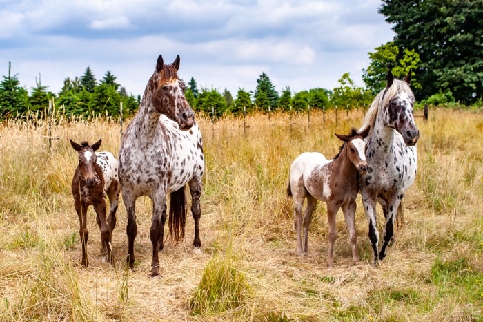 meerdere appaloosa paarden
