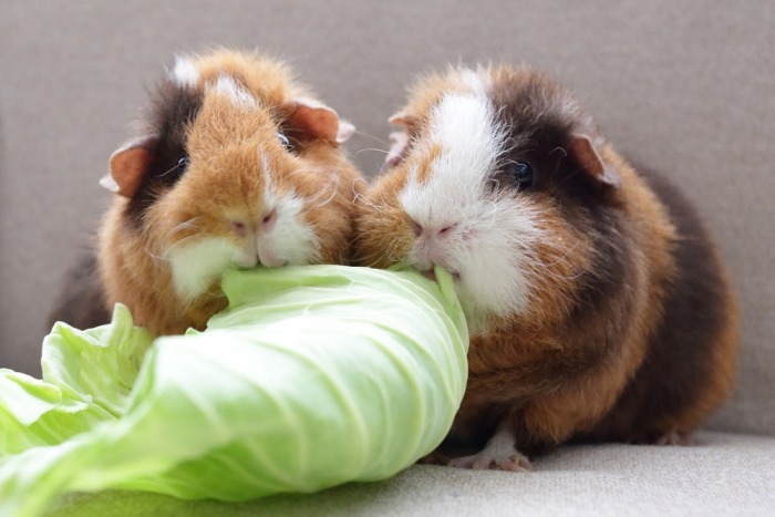 Twee cavia's eten van een koolblad