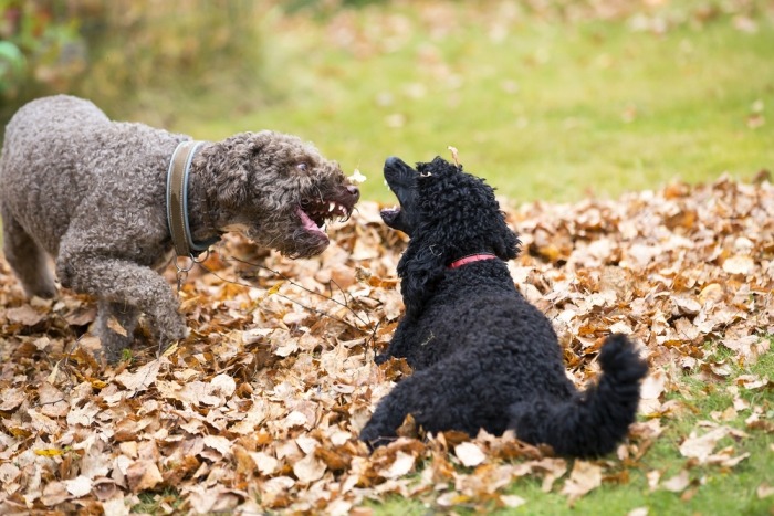 Twee vechtende honden met krullen 