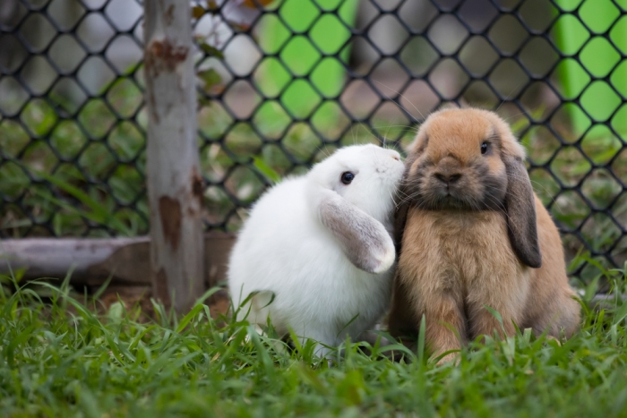 Wit en bruin konijn met hangoortjes