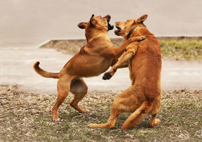 Twee vechtende honden