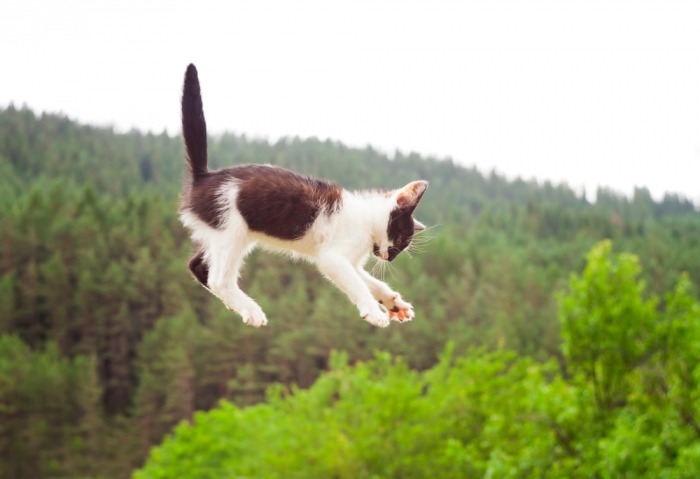 Kat valt in de lucht